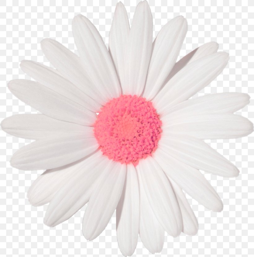 Common Daisy Sticker Wall Decal Flower Transvaal Daisy, PNG, 1024x1035px, Common Daisy, African Daisies, Chrysanthemum, Chrysanths, Cut Flowers Download Free