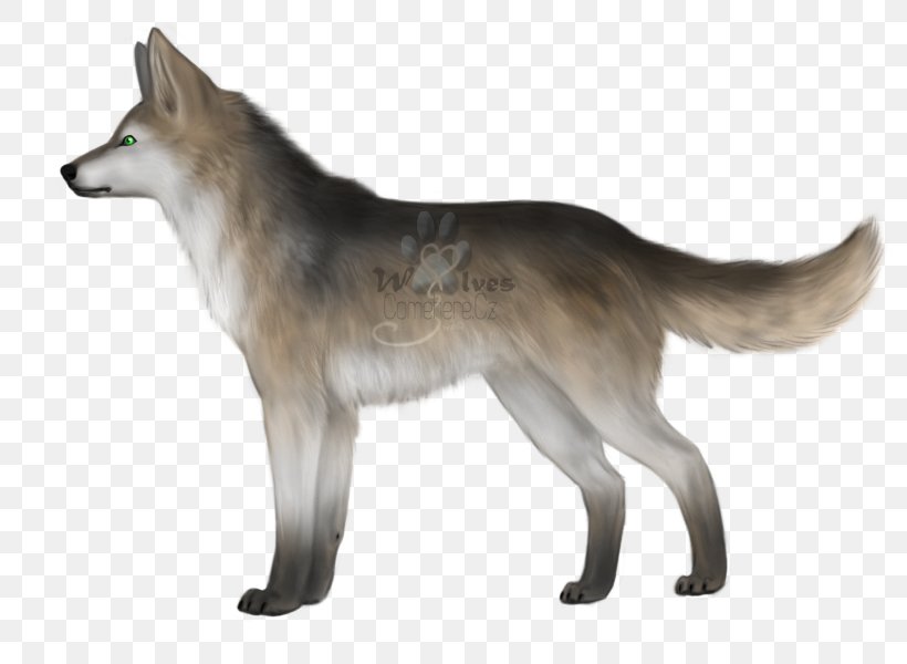 Saarloos Wolfdog Czechoslovakian Wolfdog Kunming Wolfdog Tamaskan Dog Coyote, PNG, 800x600px, Saarloos Wolfdog, Alaskan Tundra Wolf, Breed, Canis, Canis Lupus Tundrarum Download Free