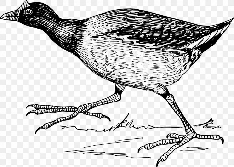Bird Northern Jacana Jacanas Clip Art, PNG, 1280x918px, Bird, Beak, Bird Feet And Legs, Black And White, Bronzewinged Jacana Download Free
