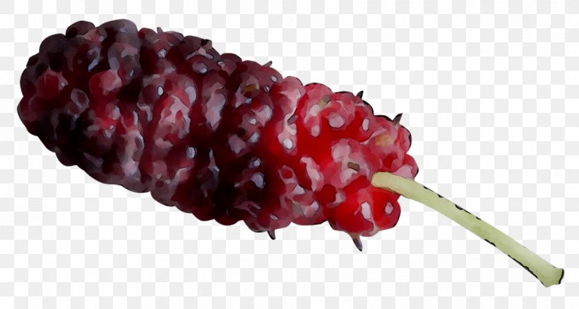 Boysenberry Tayberry Berries Red Mulberry Fruit, PNG, 1237x661px, Boysenberry, Berries, Berry, Flower, Food Download Free