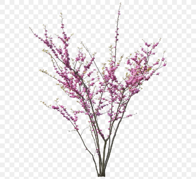 Cercis Siliquastrum Chinese Magnolia Tree Blossom, PNG, 594x749px, Cercis Siliquastrum, Blossom, Branch, Cherry, Cherry Blossom Download Free