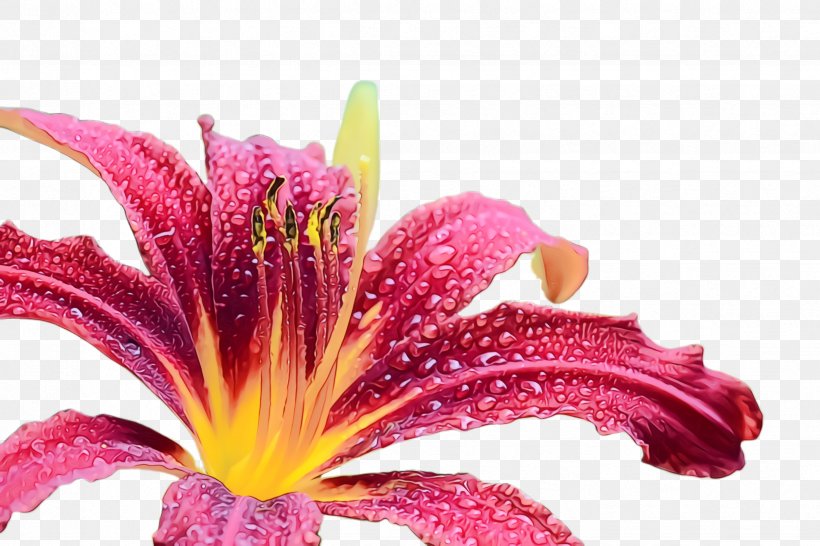 Flower Flowering Plant Petal Lily Plant, PNG, 2448x1632px, Watercolor, Daylily, Flower, Flowering Plant, Lily Download Free