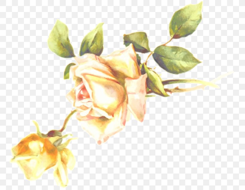 Garden Roses Flower Clip Art, PNG, 800x635px, Garden Roses, Bud, Cut Flowers, Flower, Flowering Plant Download Free