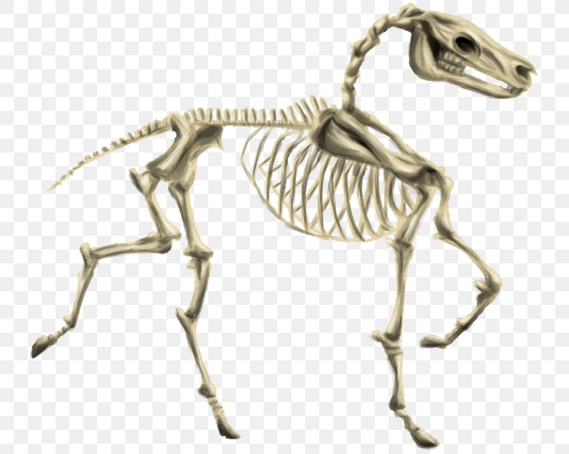 Horse Human Skeleton Howrse Pony, PNG, 740x655px, Horse, Animal, Animal Figure, Carnivora, Carnivoran Download Free