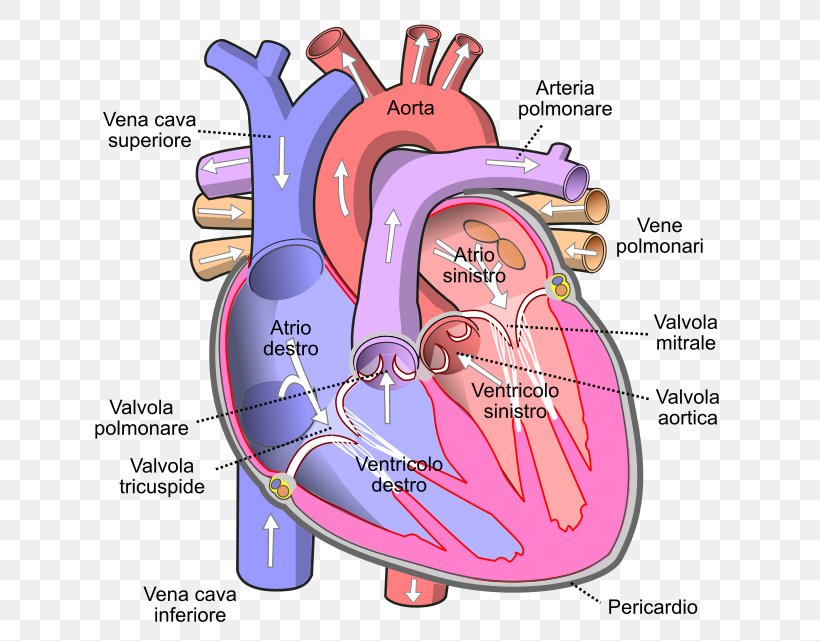 Inferior Vena Cava Superior Vena Cava Vein Venae Cavae Heart, PNG, 669x641px, Watercolor, Cartoon, Flower, Frame, Heart Download Free
