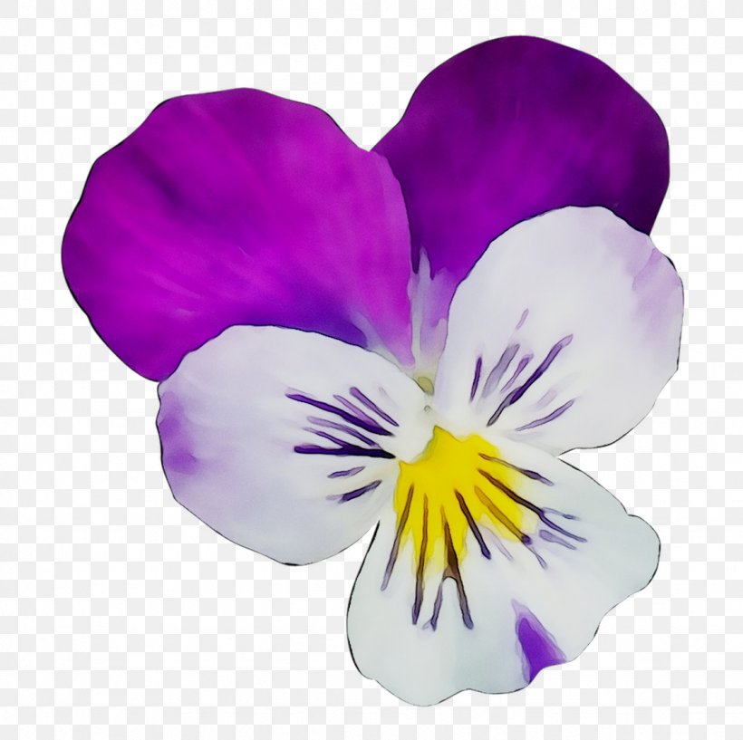 Pansy The World We Knew (Over And Over) Flower Bouquet Text, PNG, 1128x1124px, Pansy, Flower, Flower Bouquet, Flowering Plant, Frank Sinatra Download Free