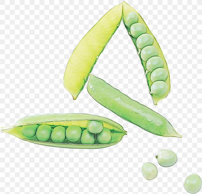 Pea Vegetable Plant Legume Lima Bean, PNG, 1516x1457px, Watercolor, Biology, Commodity, Fruit, Legume Download Free