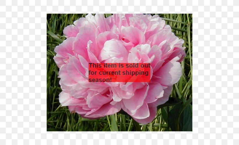 Peony Cabbage Rose Pink M Petal Annual Plant, PNG, 500x500px, Peony, Annual Plant, Cabbage Rose, Flower, Flowering Plant Download Free