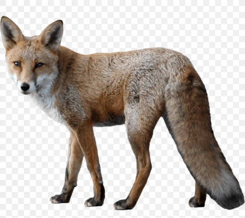 Image Clip Art Fox Photography, PNG, 850x754px, Fox, Carnivoran, Coyote, Dhole, Dog Like Mammal Download Free