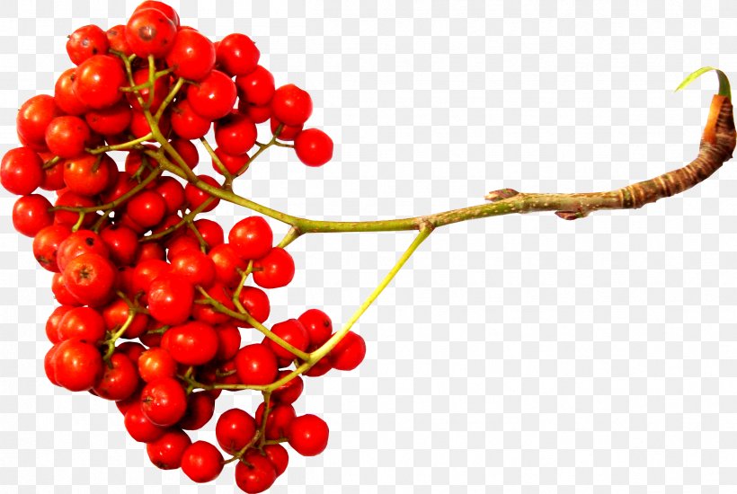 Sorbus Aucuparia Clip Art, PNG, 2402x1614px, Sorbus Aucuparia, Aquifoliaceae, Aquifoliales, Berry, Buffaloberries Download Free