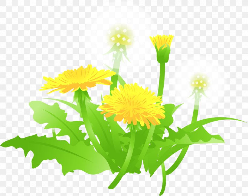 Vecteur, PNG, 1241x984px, Vecteur, Annual Plant, Calendula, Chrysanthemum, Cuadro Download Free