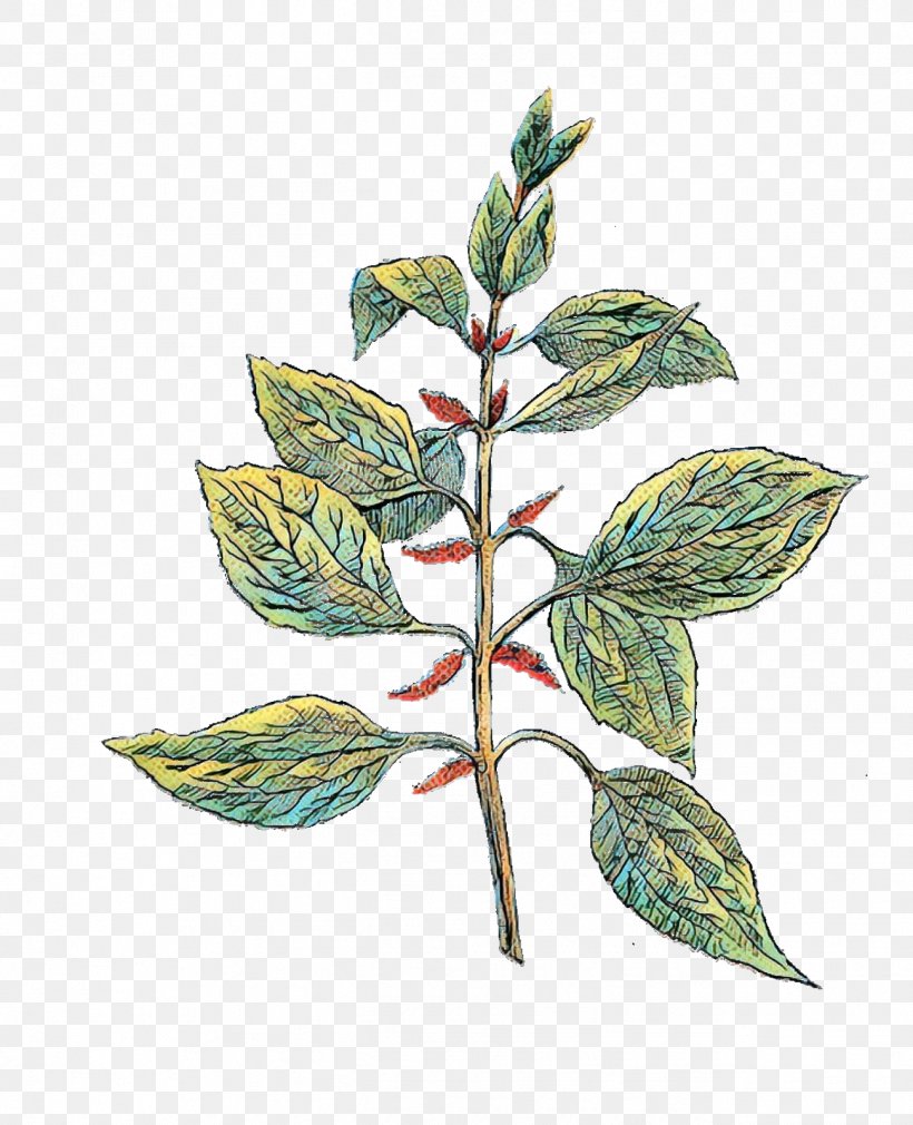 Clip Art Herb Botany Image, PNG, 1298x1600px, Herb, Botanical Garden, Botanical Illustration, Botany, Flower Download Free