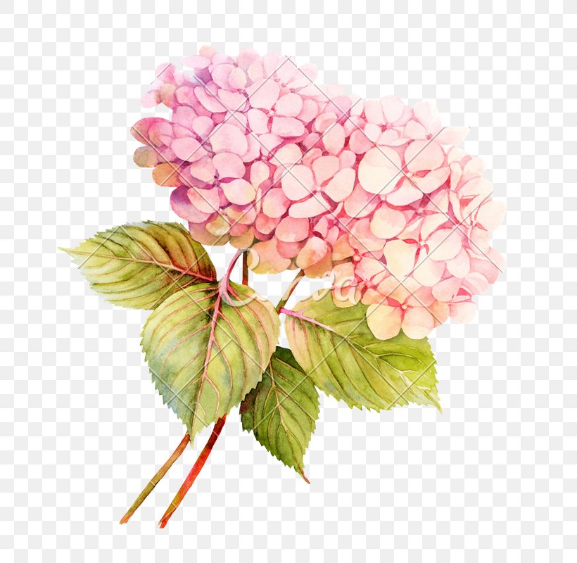 Watercolor Painting Flower Floral Design Photography, PNG, 720x800px, Watercolor Painting, Blossom, Cornales, Cut Flowers, Floral Design Download Free
