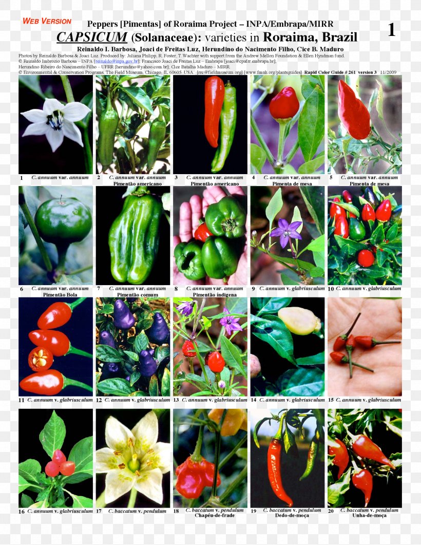 Bell Pepper Chili Pepper Plant Nightshade Capsicum Annuum, PNG, 1700x2200px, Bell Pepper, Bell Peppers And Chili Peppers, Brazil, Cajamarca Region, Capsicum Download Free