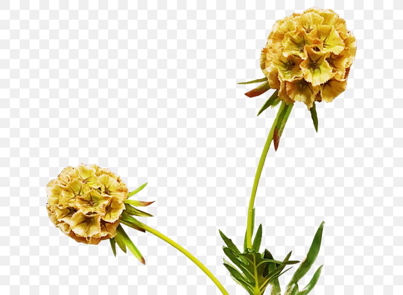 Cut Flowers Flowering Plant, PNG, 800x600px, Cut Flowers, Flower, Flowering Plant, Plant, Yellow Download Free