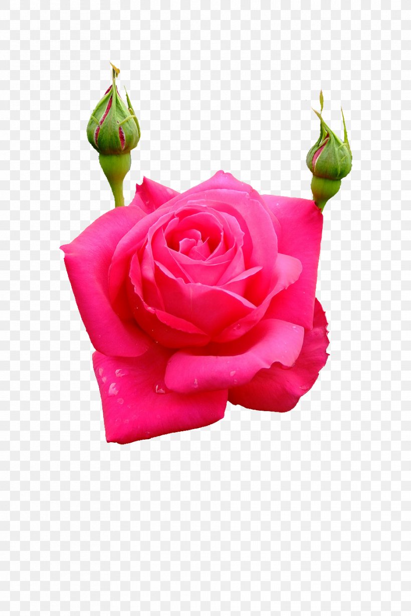 Garden Roses Cabbage Rose Floral Design Cut Flowers Petal, PNG, 936x1404px, Garden Roses, Cabbage Rose, Cut Flowers, Floral Design, Flower Download Free