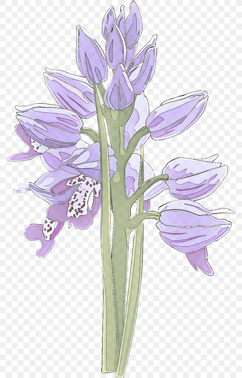 Lavender, PNG, 774x1280px, Flower, Clusterlilies, Cut Flowers, Flowering Plant, Lavender Download Free