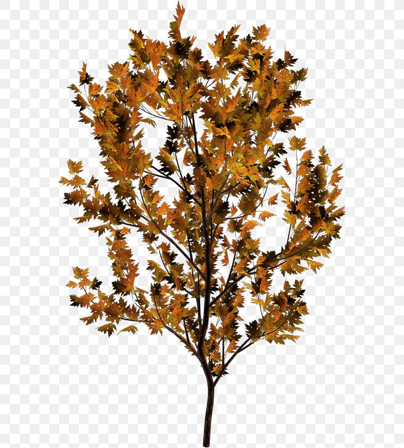 Twig Plant Stem Leaf Deciduous, PNG, 586x909px, Twig, Branch, Deciduous, Leaf, Plant Download Free