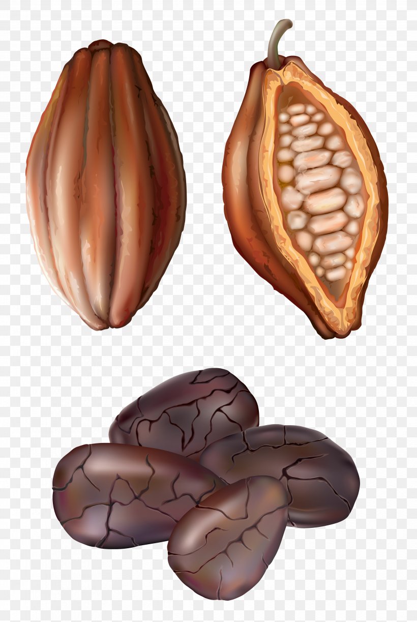 Cocoa Bean Drawing Royalty-free Clip Art, PNG, 4132x6165px, Cocoa Bean, Art, Bean, Coffee Bean, Commodity Download Free