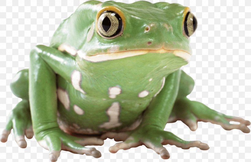 Frog Lithobates Clamitans Clip Art, PNG, 1100x711px, Frog, American Green Tree Frog, American Water Frogs, Amphibian, Image File Formats Download Free