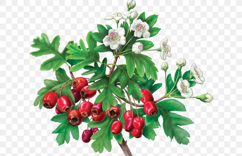 Green Tea Hibiscus Tea Organic Food Energy Drink, PNG, 682x529px, Tea, Berry, Branch, Camellia Sinensis, Cherry Download Free