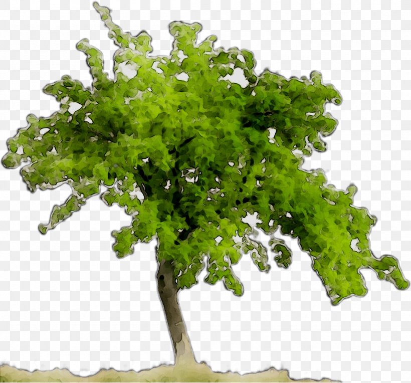 Tree Clip Art Desktop Wallpaper Image, PNG, 1101x1026px, Tree, Branch, Elm, Flower, Flowering Plant Download Free