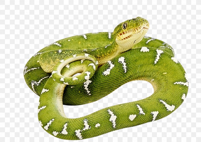 Snake Vipers Clip Art, PNG, 1594x1128px, Snake, Cobra, Green Anaconda, Green Snakes, Organism Download Free