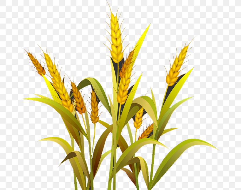 Wheat Grasses Cereal Germ Google Images, PNG, 674x646px, Wheat, Cereal Germ, Commodity, Flower, Flowerpot Download Free