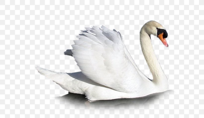 Mute Swan Cygnini Goose Bird, PNG, 600x475px, Mute Swan, Beak, Bird, Cygnini, Designer Download Free