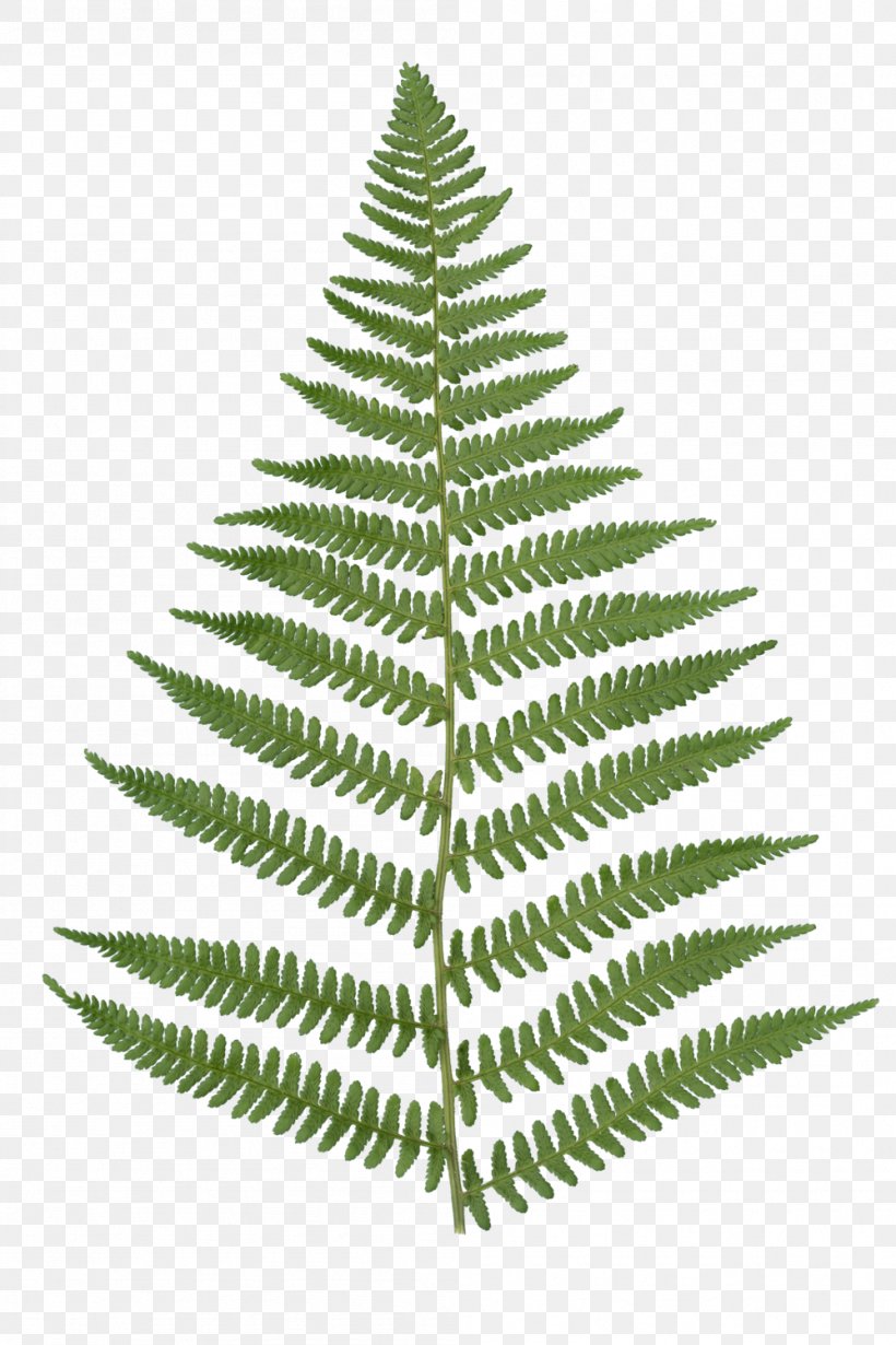 Christmas Black And White, PNG, 999x1499px, Fern, American Larch, Canadian Fir, Christmas Fern, Colorado Spruce Download Free
