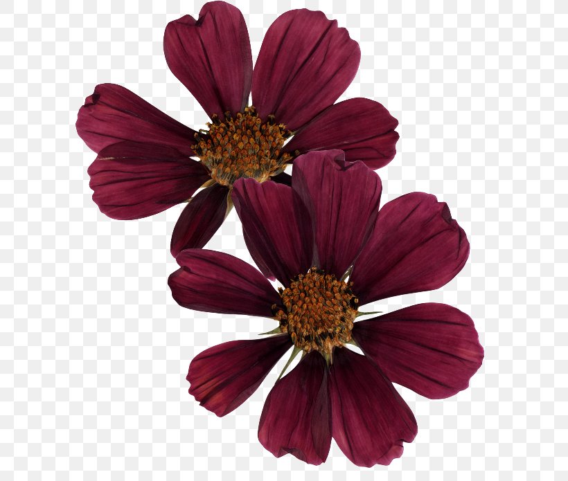 Flower Clip Art, PNG, 650x695px, Flower, Chrysanths, Computer Graphics, Cosmos, Cut Flowers Download Free
