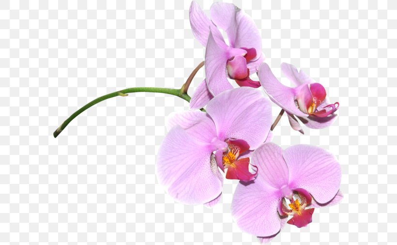Flower Raster Graphics Digital Image Clip Art, PNG, 600x506px, Flower, Cut Flowers, Digital Image, Flowering Plant, Lilac Download Free