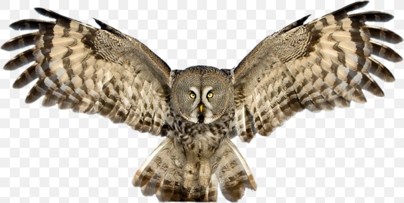 Great Grey Owl Great Horned Owl Snowy Owl, PNG, 1024x515px, Great Grey Owl, Alpha Compositing, Animal Figure, Barn Owl, Barred Owl Download Free