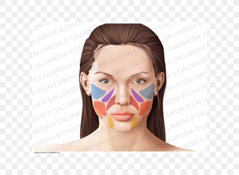 Human Anatomy Face Physiology Skin, PNG, 600x600px, Anatomy, Anatomia Y Fisiologia, Cheek, Chin, Face Download Free