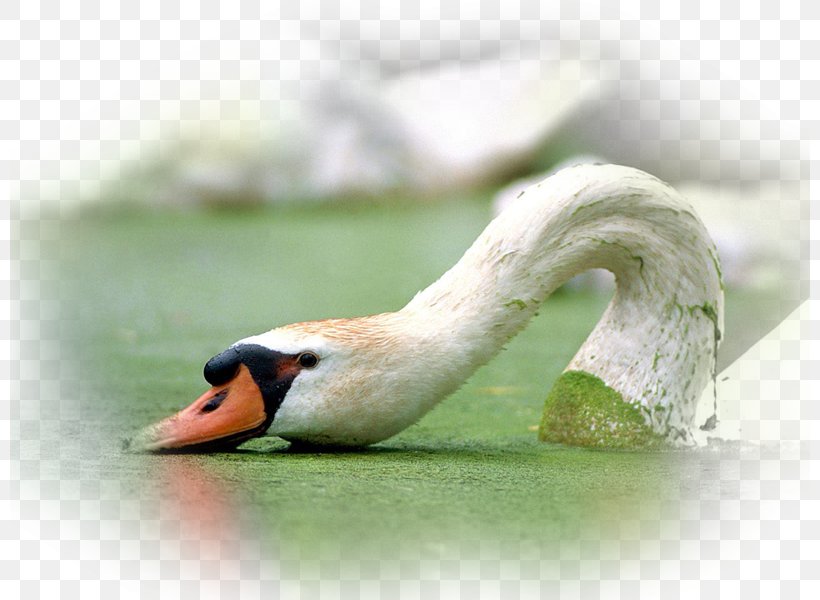 Mute Swan Bird Whooper Swan Bewick's Swan Cygnini, PNG, 800x600px, Mute Swan, Animal, Beak, Bird, Black Swan Download Free