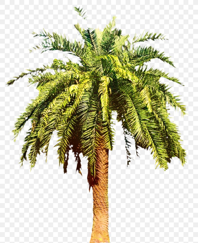 Canary Island Date Palm Palm Trees Shrub, PNG, 809x1005px, Date Palm, American Larch, Arecales, Canary Island Date Palm, Coconut Download Free