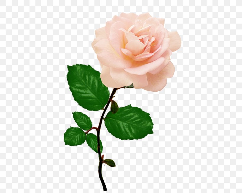Rose Flower Red Pink Clip Art, PNG, 494x655px, Rose, Branch, Bud, China Rose, Cut Flowers Download Free