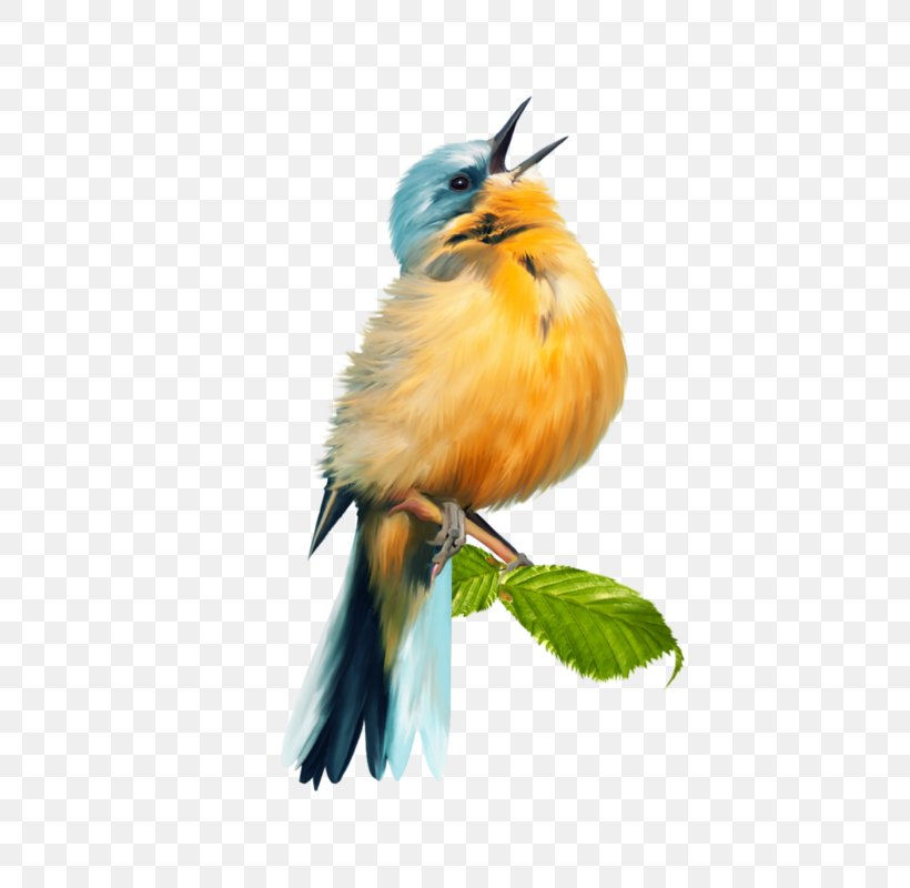 Bird Flight Blog Clip Art, PNG, 498x800px, Bird, Animal, Beak, Bird Flight, Blog Download Free