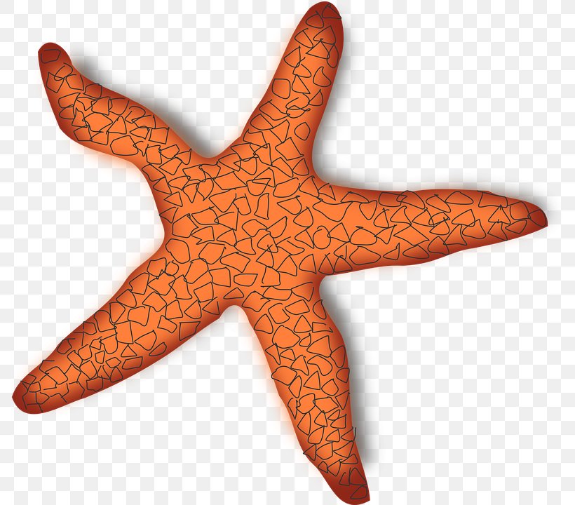 Clip Art Openclipart Image File Format, PNG, 793x720px, Starfish, Drawing, Echinoderm, Invertebrate, Marine Invertebrates Download Free