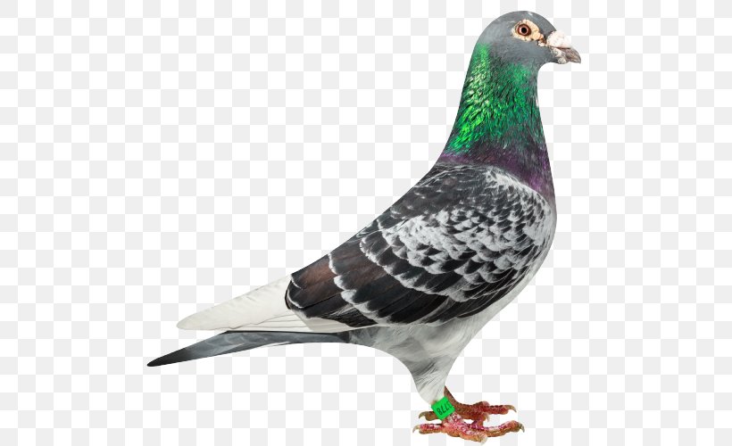 Columbidae Racing Homer Stock Dove Bird Pigeon Racing, PNG, 500x500px, Columbidae, Alblasserdam, Animal, Beak, Bird Download Free