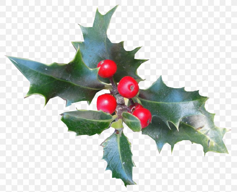 Common Holly Aquifoliales Christmas Ilex Crenata Plant, PNG, 1284x1041px, Common Holly, Advent, Advent Wreath, Aquifoliaceae, Aquifoliales Download Free
