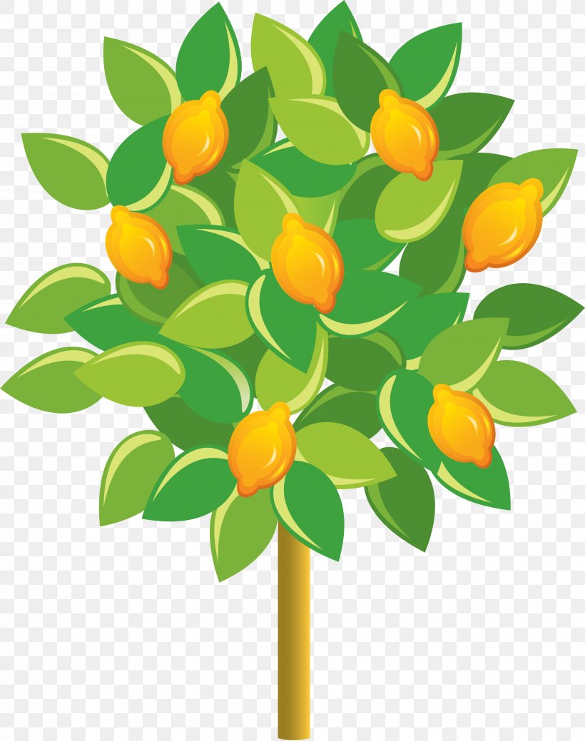 Lemon Fruit Tree Euclidean Vector, PNG, 3494x4430px, Lemon, Branch, Calamondin, Citrus, Drawing Download Free