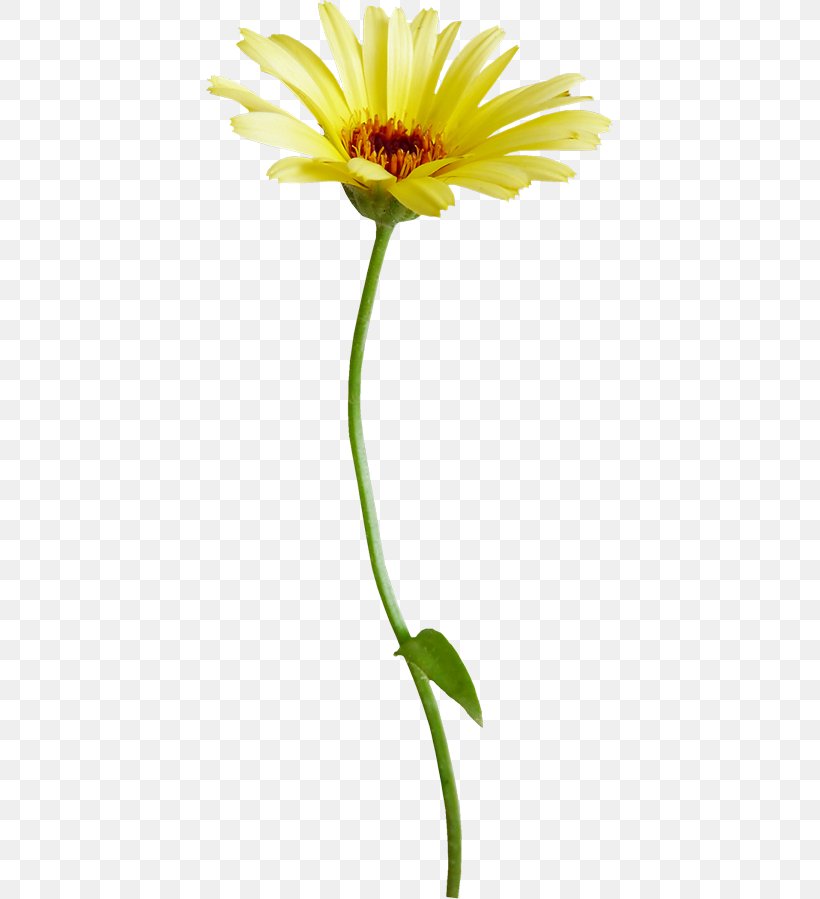Oxeye Daisy Chrysanthemum Indicum Flower Common Daisy Transvaal Daisy, PNG, 407x899px, Oxeye Daisy, Chrysanthemum, Chrysanthemum Indicum, Common Daisy, Cut Flowers Download Free