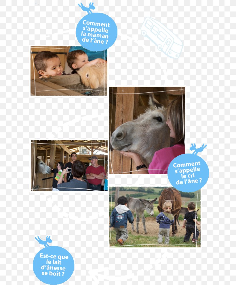 Horse Asinerie D'Embazac Lait D'ânesse Farm Advertising Production, PNG, 633x993px, Horse, Advertising, August, Farm, Fauna Download Free