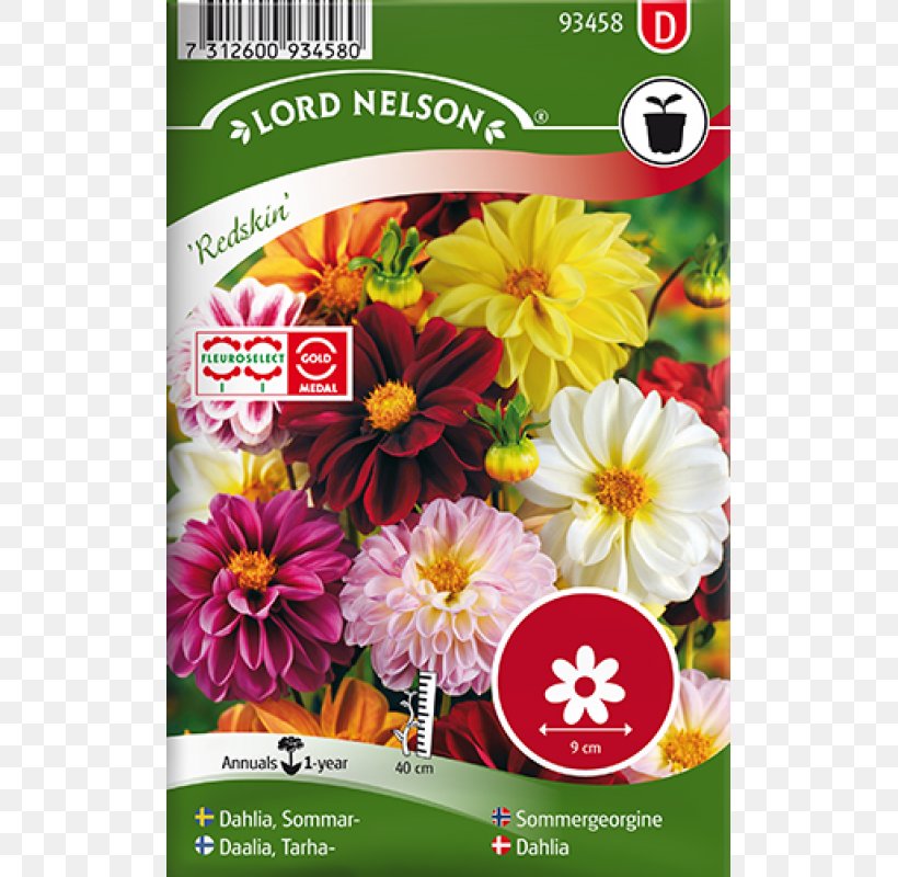Dahlia Pinnata Flower Seed Yellow Plant, PNG, 800x800px, Dahlia Pinnata, Bedding, Bumblebee, Color, Common Daisy Download Free