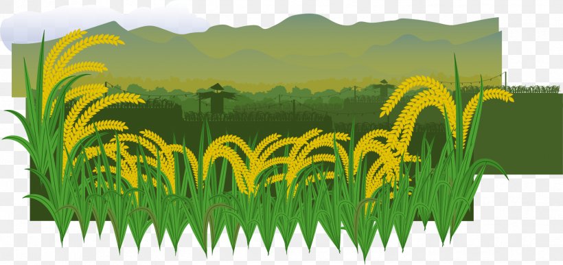 Euclidean Vector Paddy Field Rice Illustration, PNG, 1827x861px, Paddy Field, Agriculture, Commodity, Field, Grass Download Free