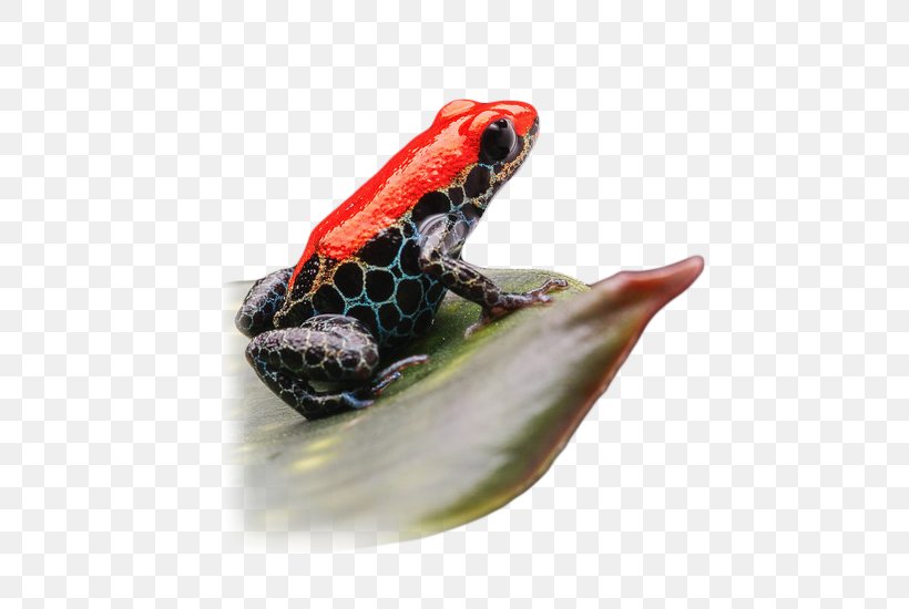 Poison Dart Frog Toad Terrarium Mimic Poison Frog, PNG, 550x550px, Frog, Amphibian, Blue Poison Dart Frog, Mimic Poison Frog, Paludarium Download Free