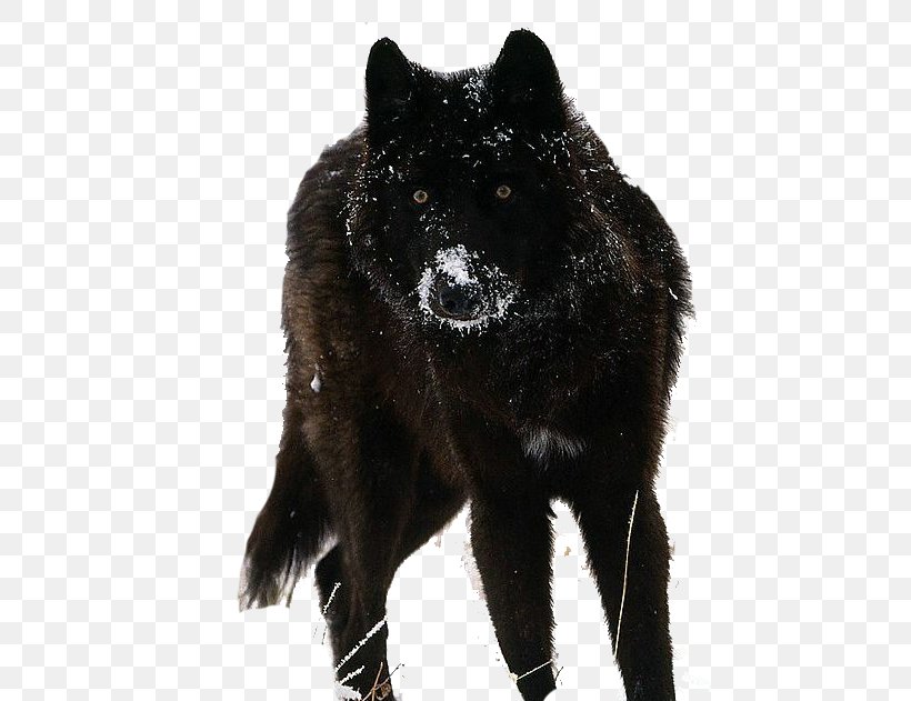 Tamaskan Dog Siberian Husky Beagle German Shepherd Puppy, PNG, 461x631px, Tamaskan Dog, Animal, Beagle, Black, Black Wolf Download Free