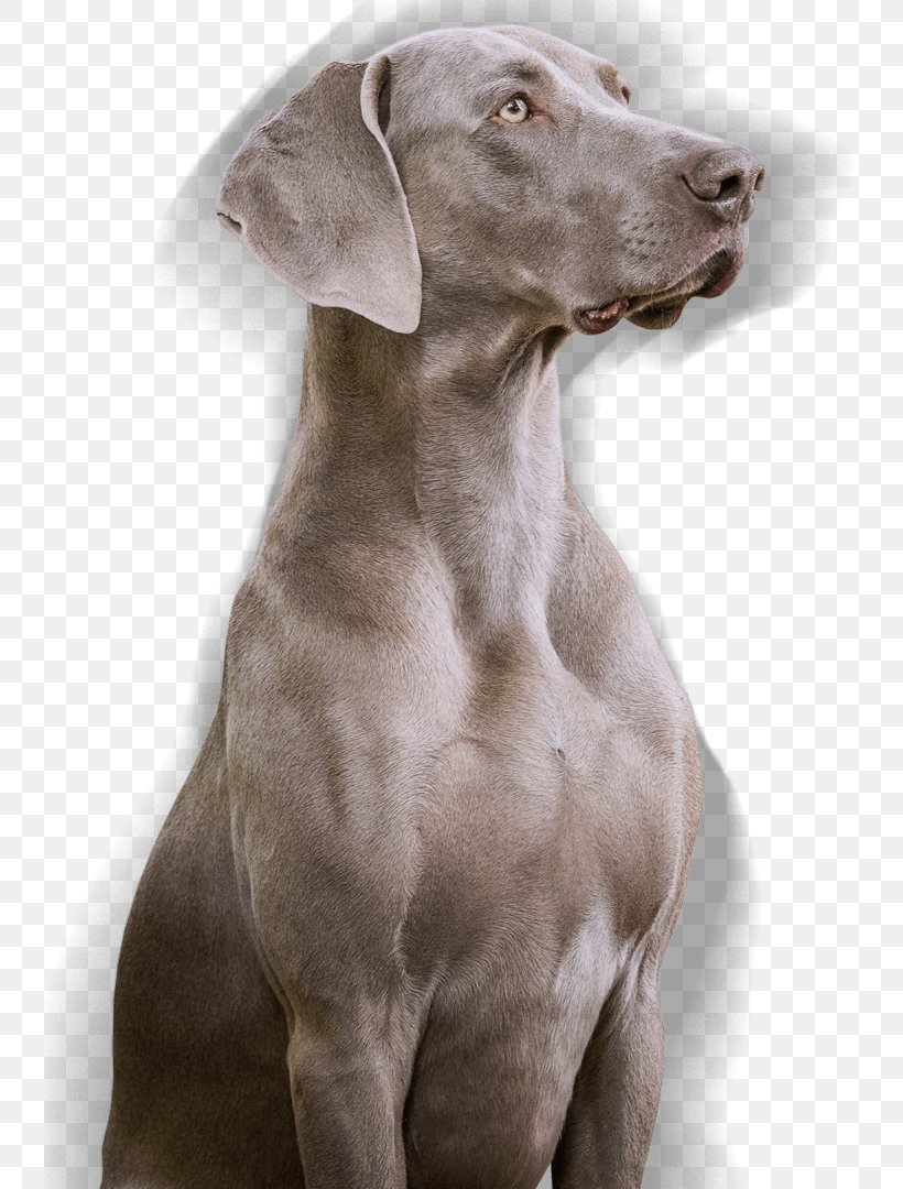 Weimaraner Dog Breed Slovak Rough-haired Pointer Blue Lacy Pointing Breed, PNG, 740x1080px, 2011, Weimaraner, Blue Lacy, Boy, Breed Download Free