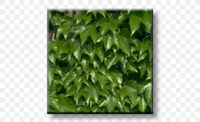 Boston Ivy Evergreen Vine Virginia Creeper, PNG, 500x500px, Ivy, Boston Ivy, Broadleaved Tree, Cutting, Evergreen Download Free